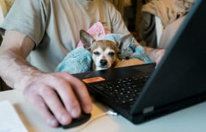 working at home with chihuahua